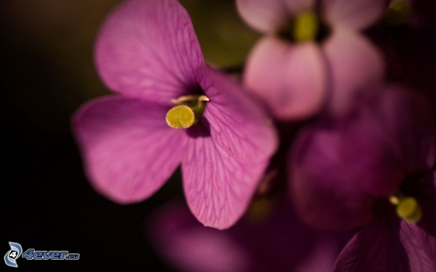 flores de coolor violeta, orquídeas