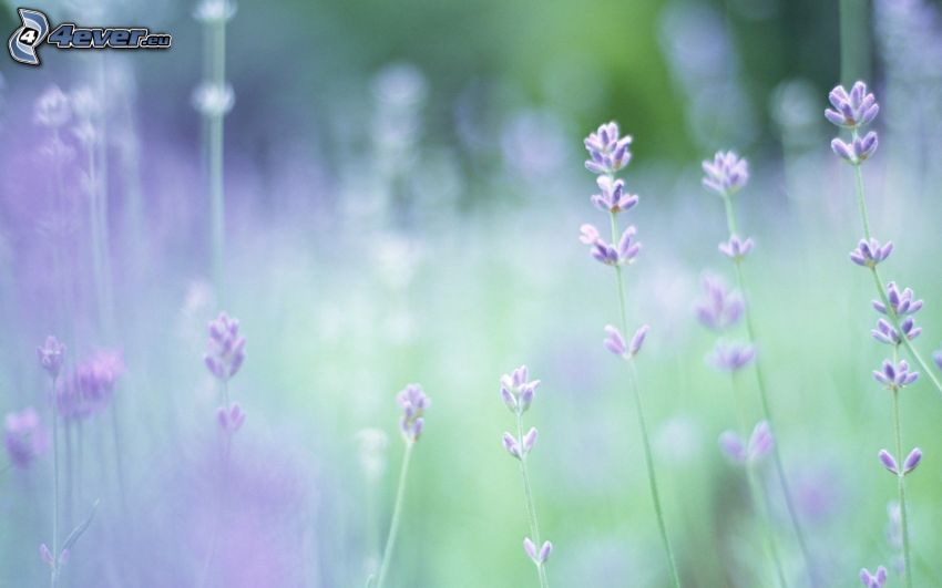flores de coolor violeta, plantas