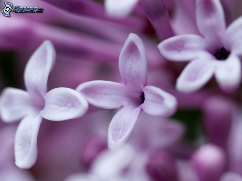flores de coolor violeta