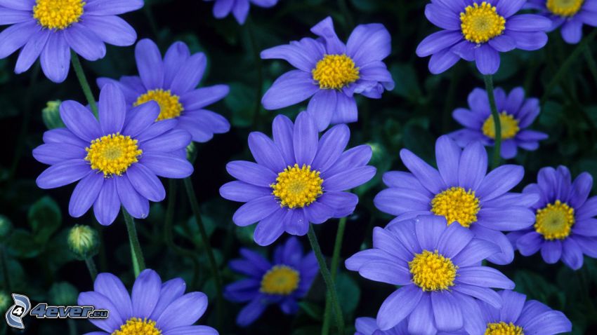 flores de coolor violeta