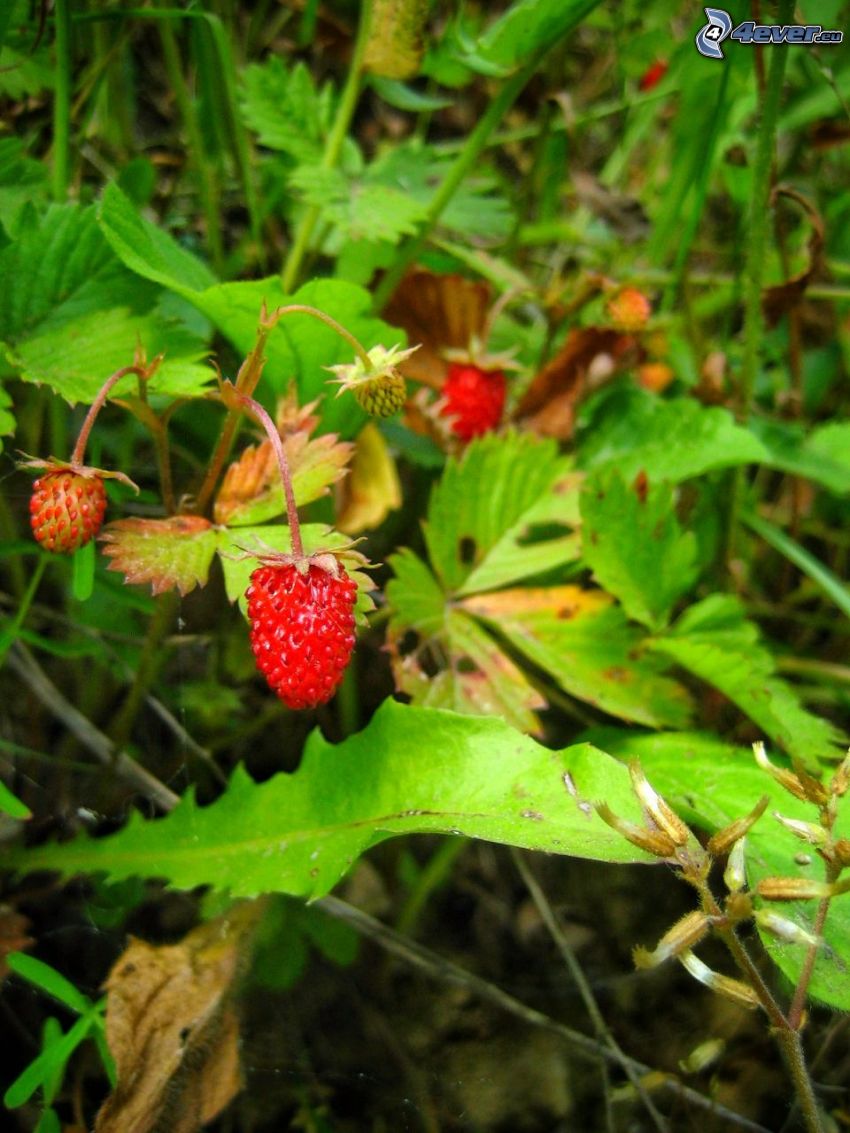 fresas silvestres