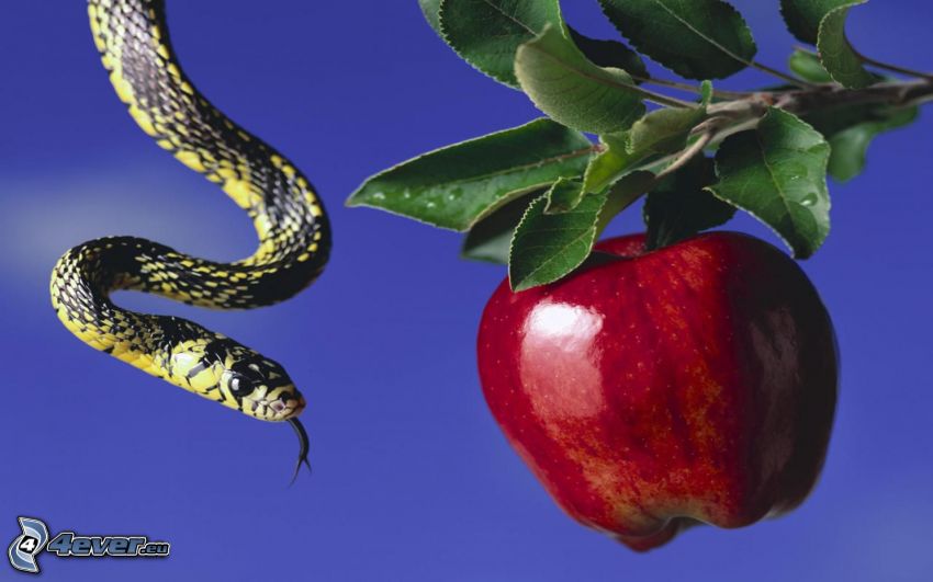 manzana, serpiente