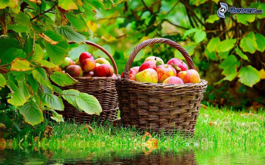 manzanas, cesta