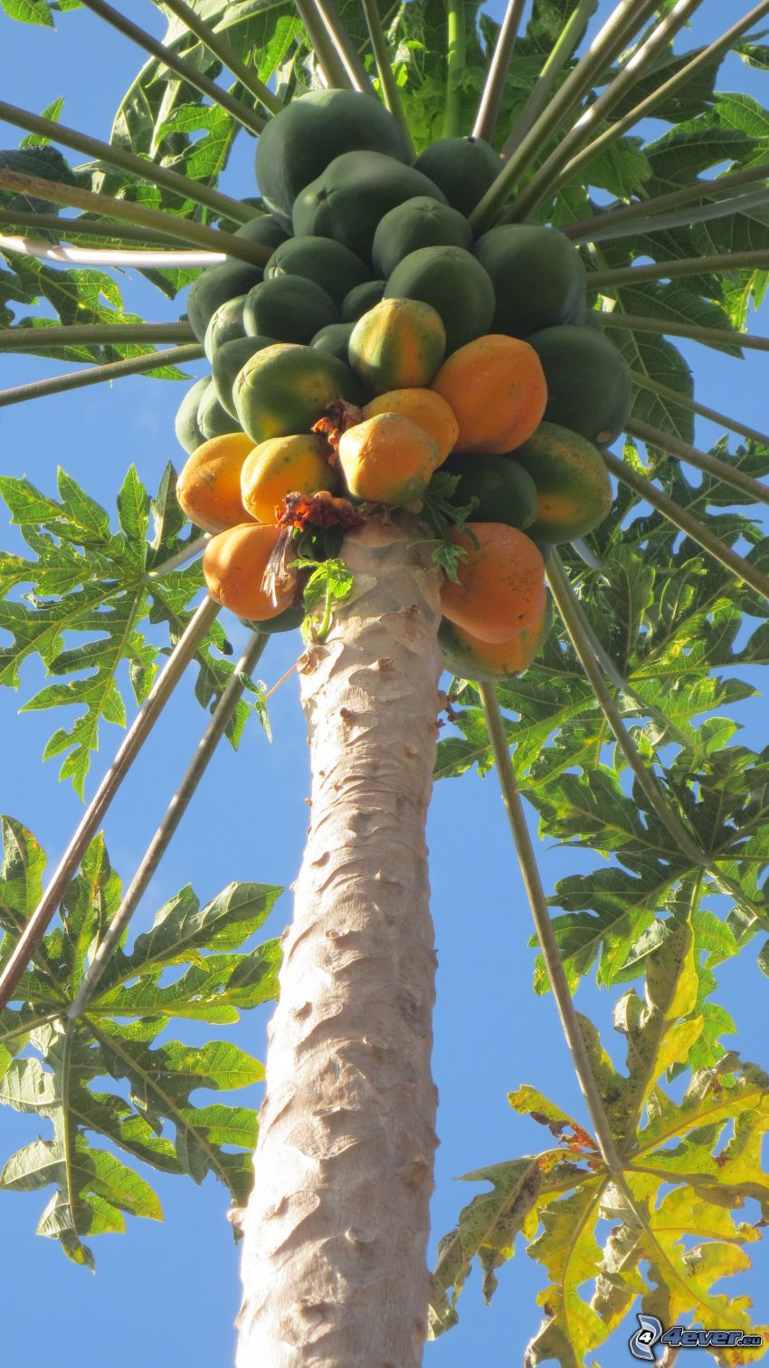 papaya