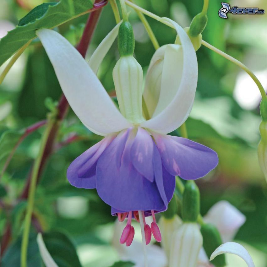 Fuchsia, flor azul
