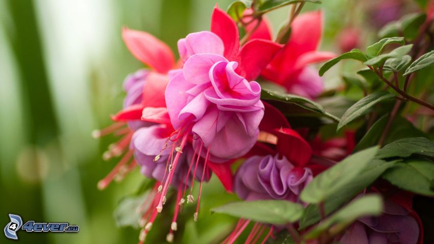 Fuchsia, flor rosa