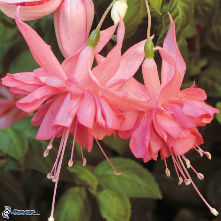 Fuchsia, flores de color rosa