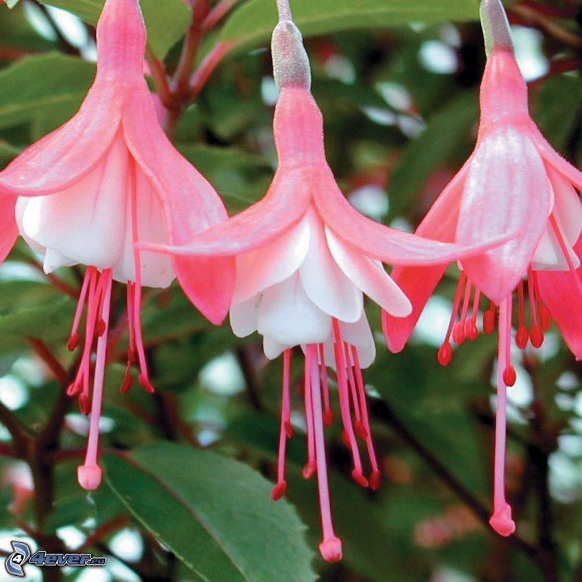 Fuchsia, flores de color rosa