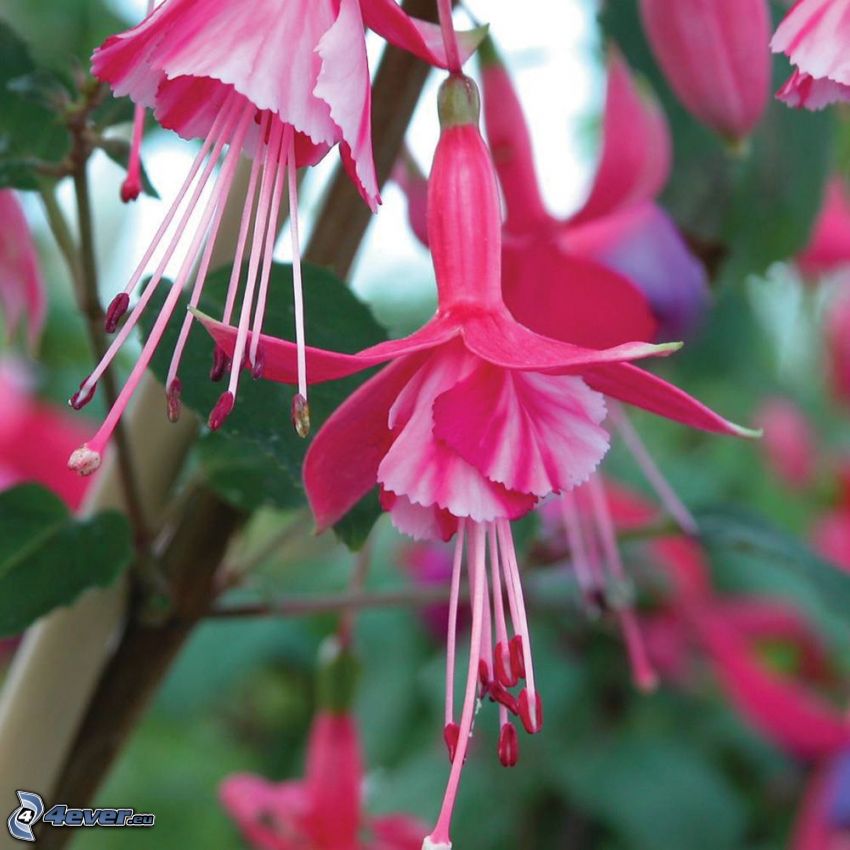 Fuchsia, flores de color rosa