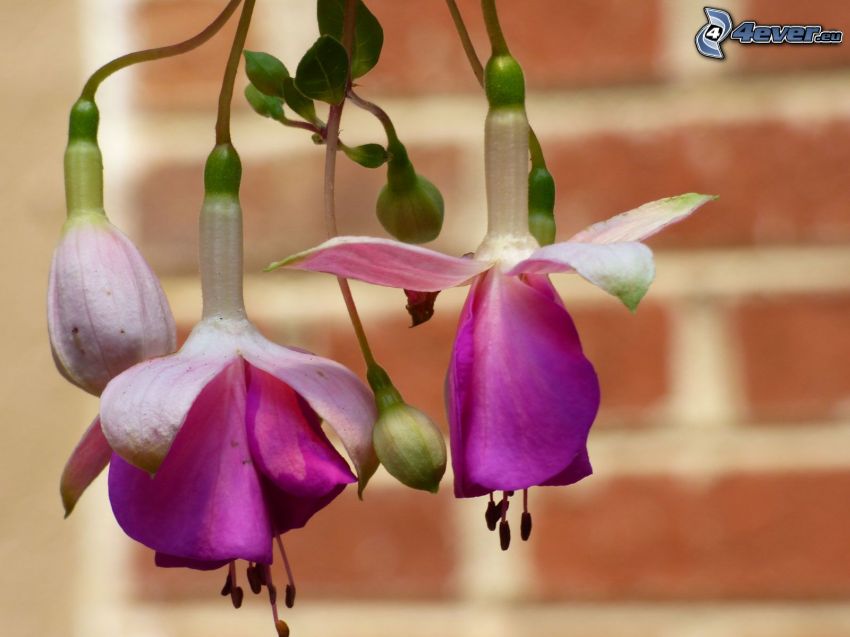 Fuchsia, flores de coolor violeta