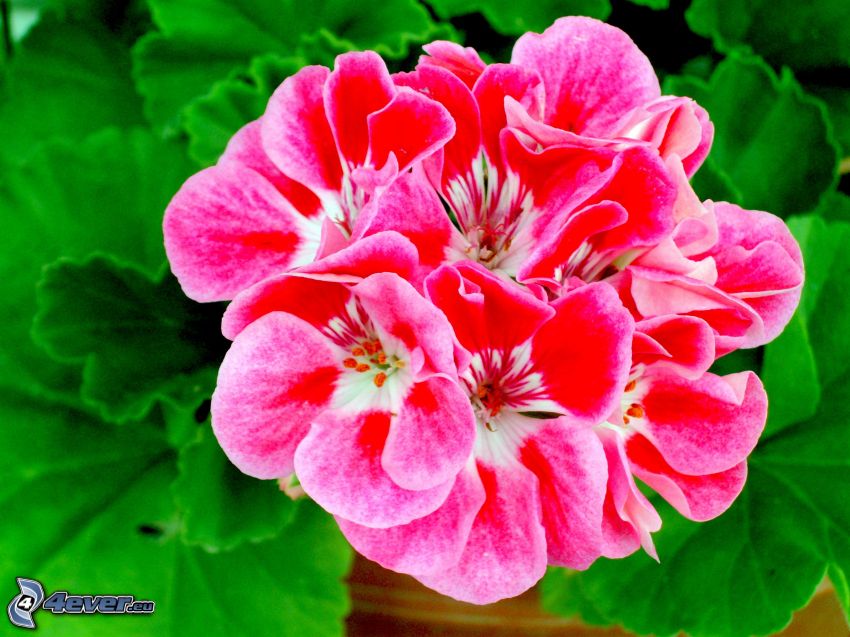 geranium, flor roja