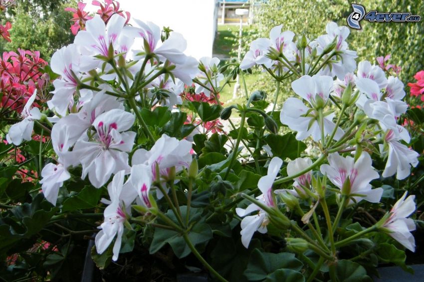 geranium, flores blancas