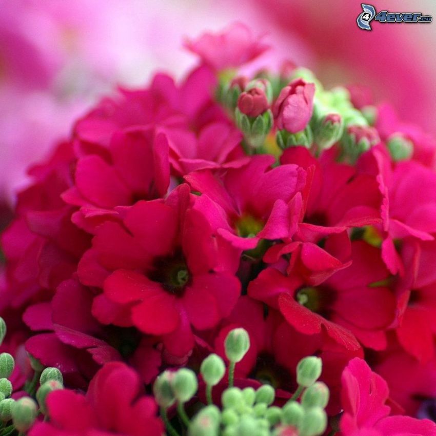 geranium, flores de color rosa