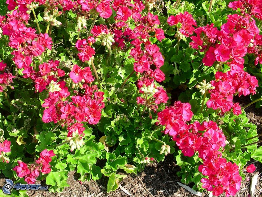 geranium, flores de color rosa