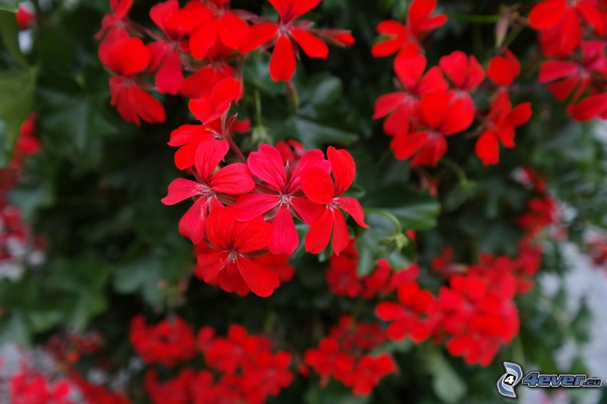 geranium, flores rojas