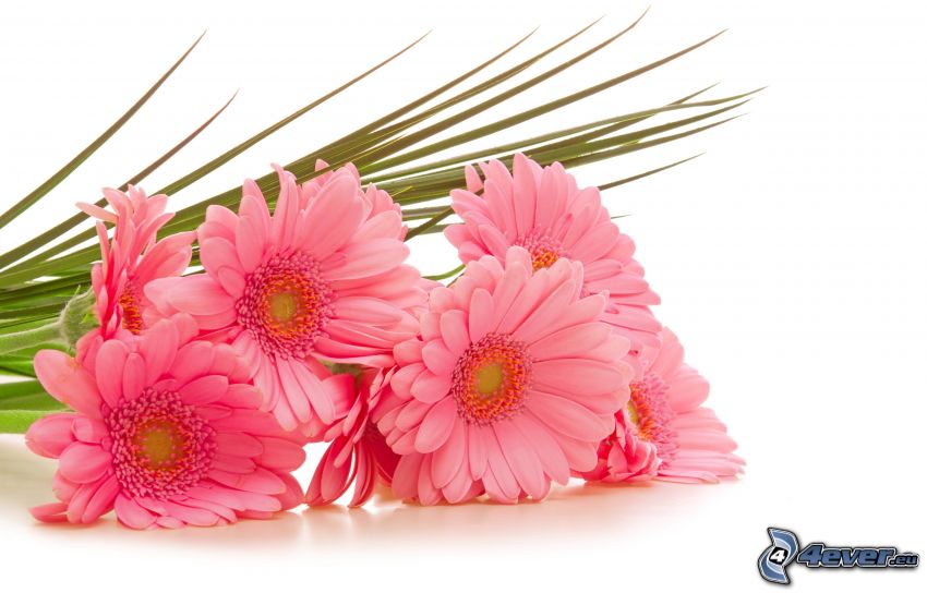 gerbera, flores de color rosa