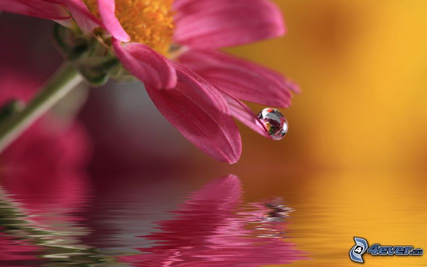 gerbera, gota de agua