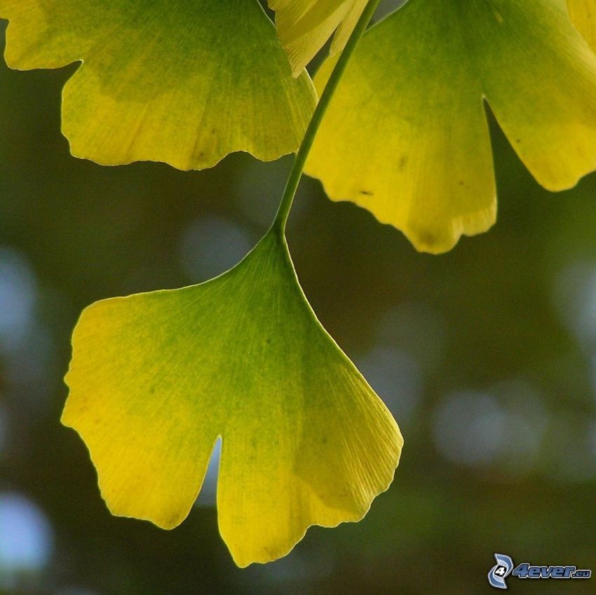 ginkgo, hojas amarillas