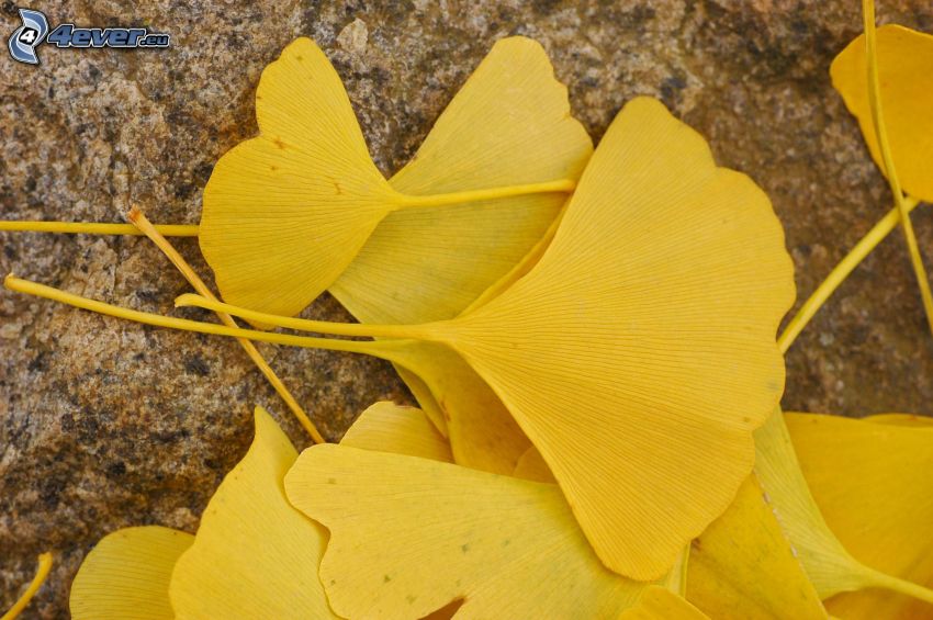 ginkgo, hojas amarillas