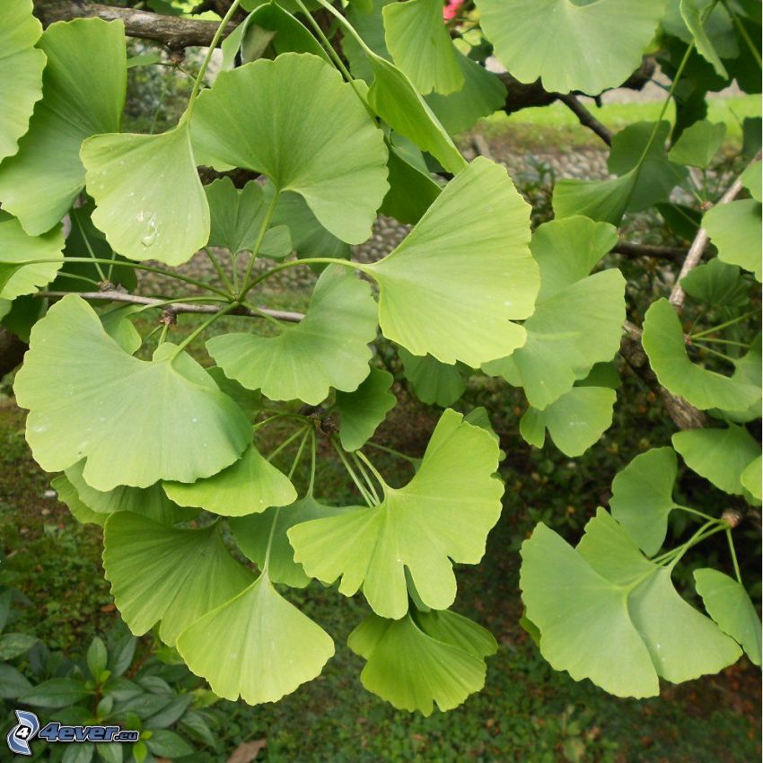 ginkgo, hojas verdes