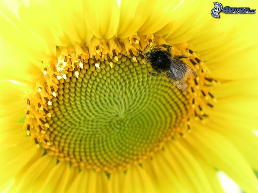 girasol, abeja en una flor