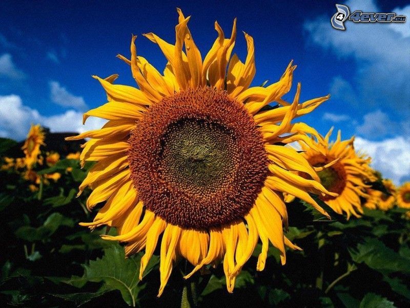 girasol, campo de girasol