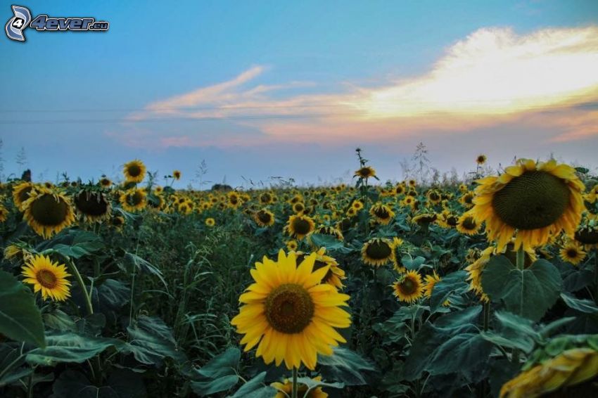 Girasol, después de la puesta del sol