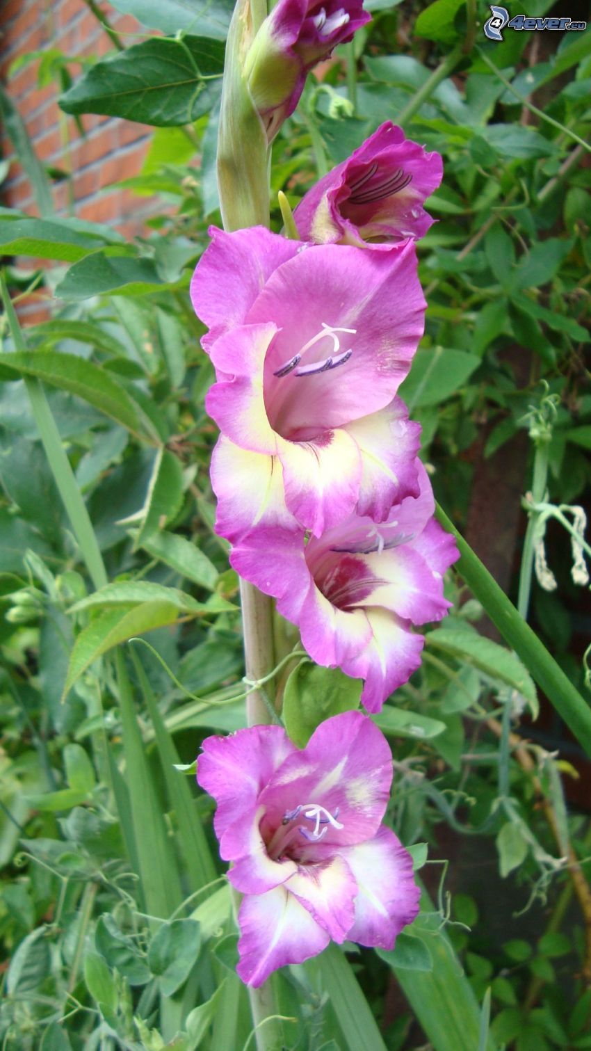 gladiolo, flores de coolor violeta, hierba