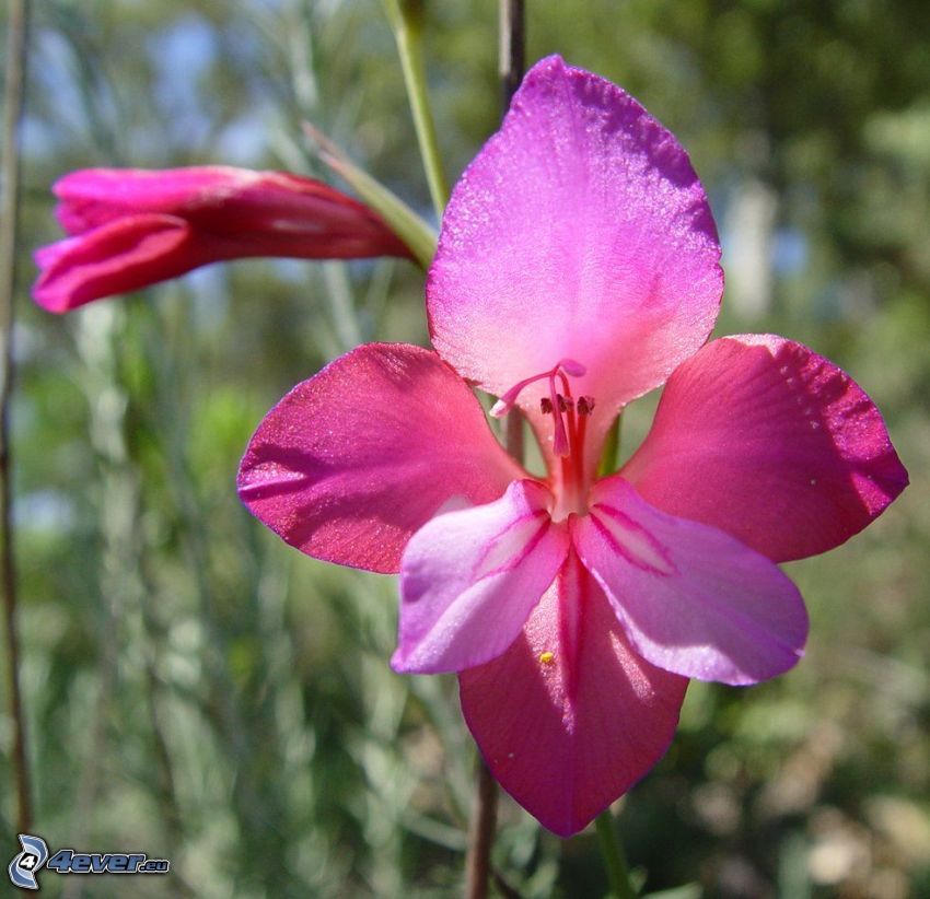 gladiolo, flores de coolor violeta