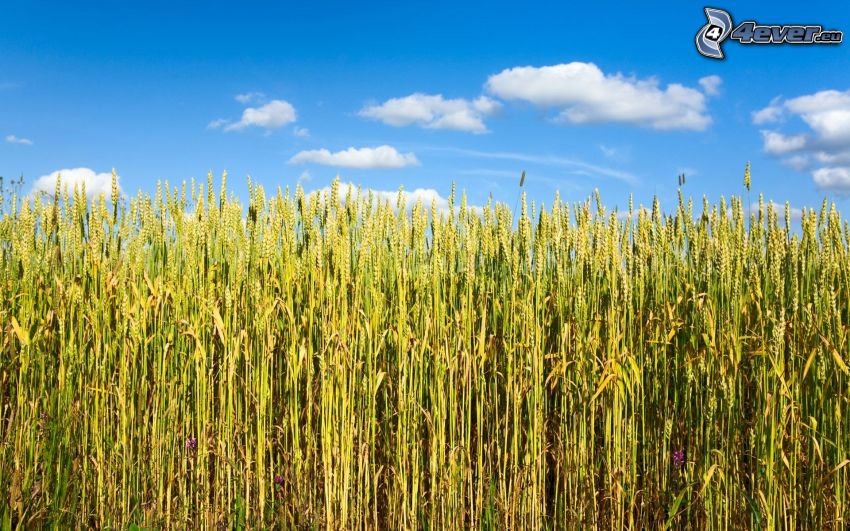 grano verde, campo de trigo, cielo
