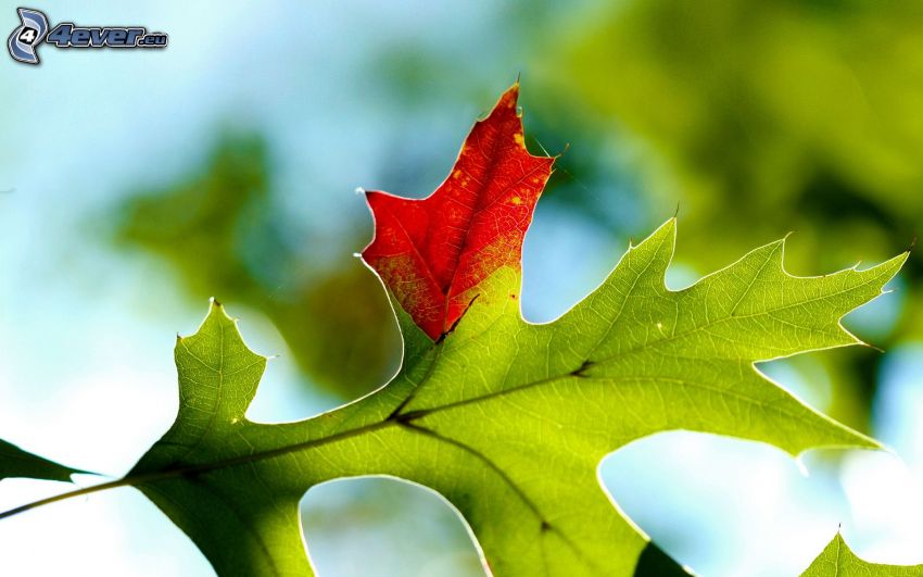 hoja de otoño