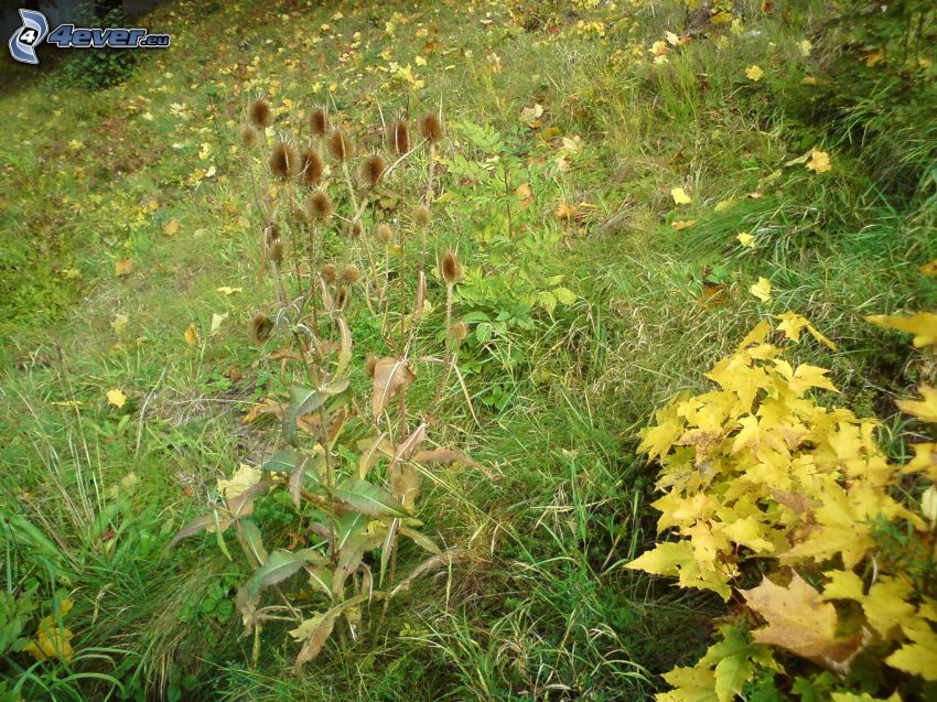hojas amarillas, hierba, otoño