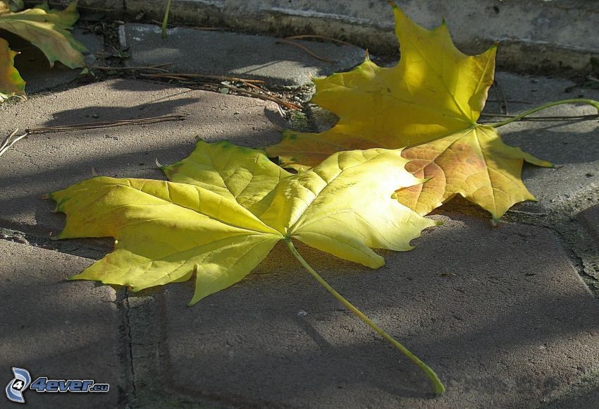 hojas amarillas, pavimento