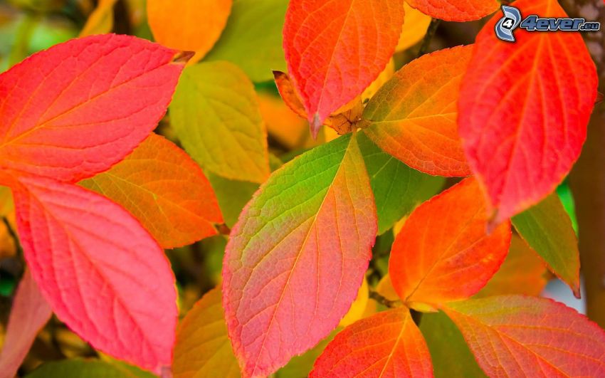 hojas de colores