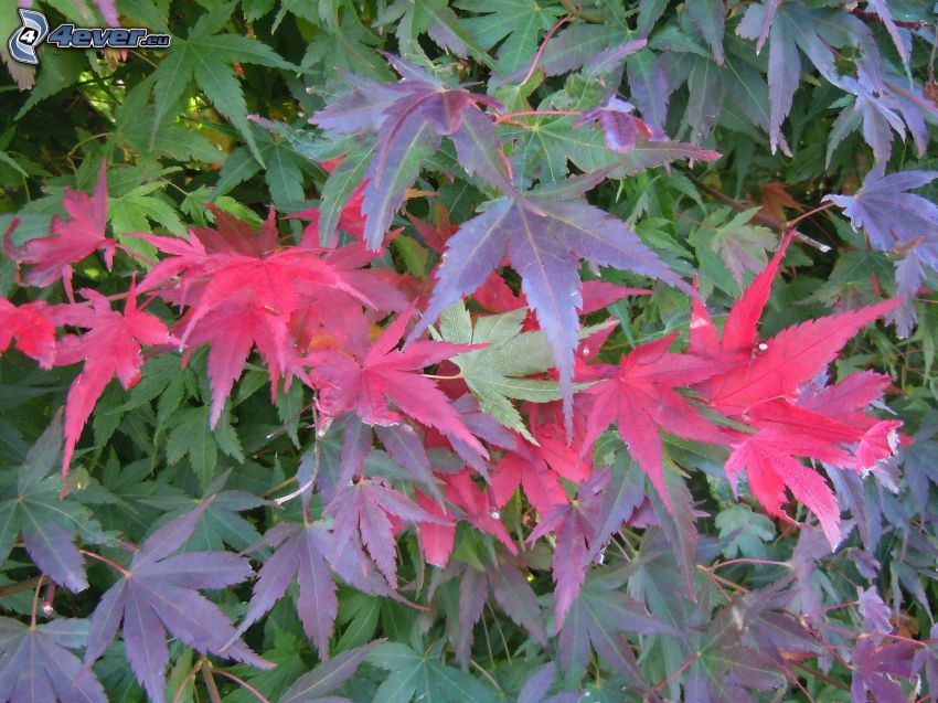 hojas de colores