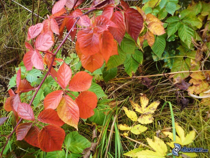 hojas de otoño, las hojas coloradas