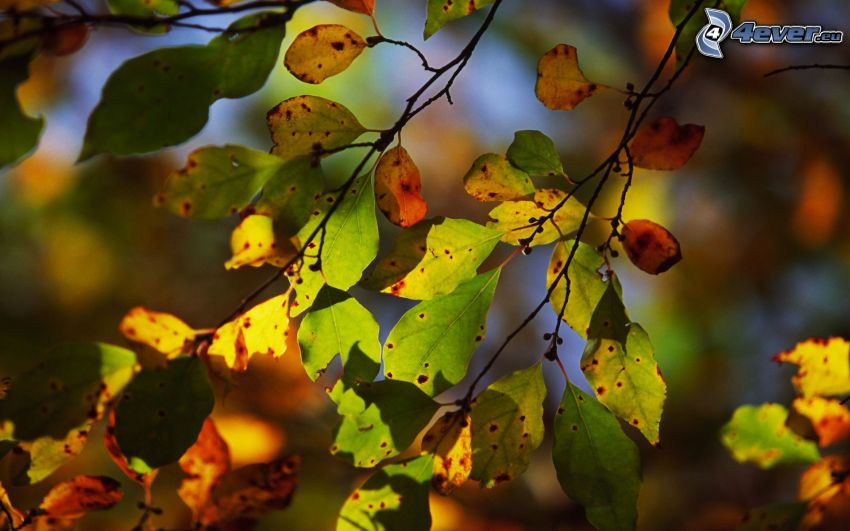 hojas de otoño, ramas