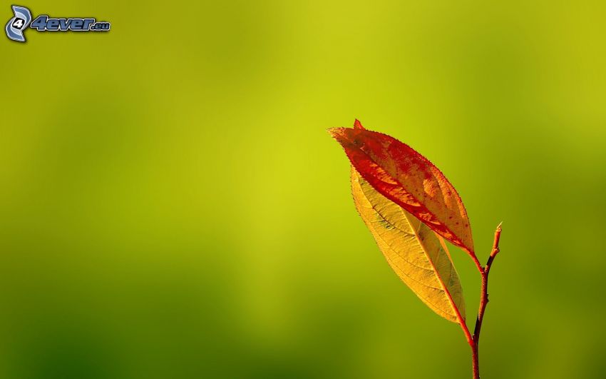 hojas de otoño
