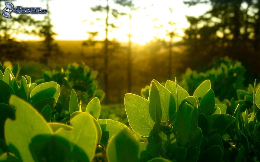 hojas verdes, puesta del sol