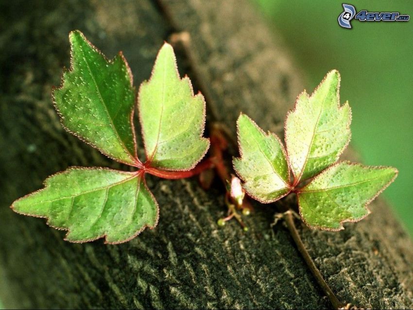 hojas verdes, tribu