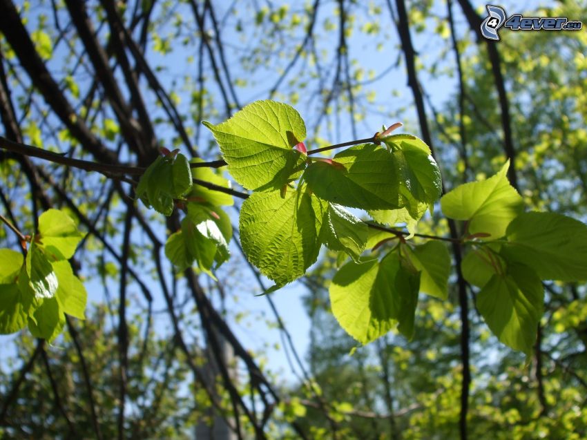hojas verdes en una rama
