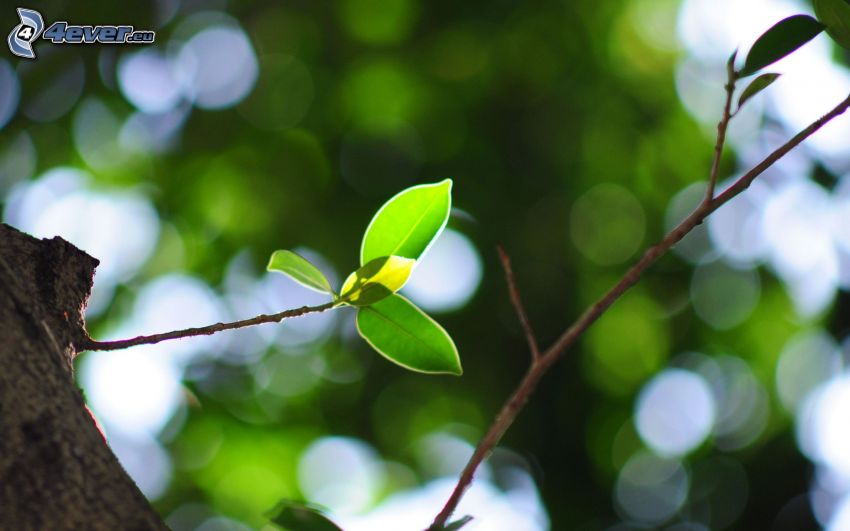 hojas verdes en una rama