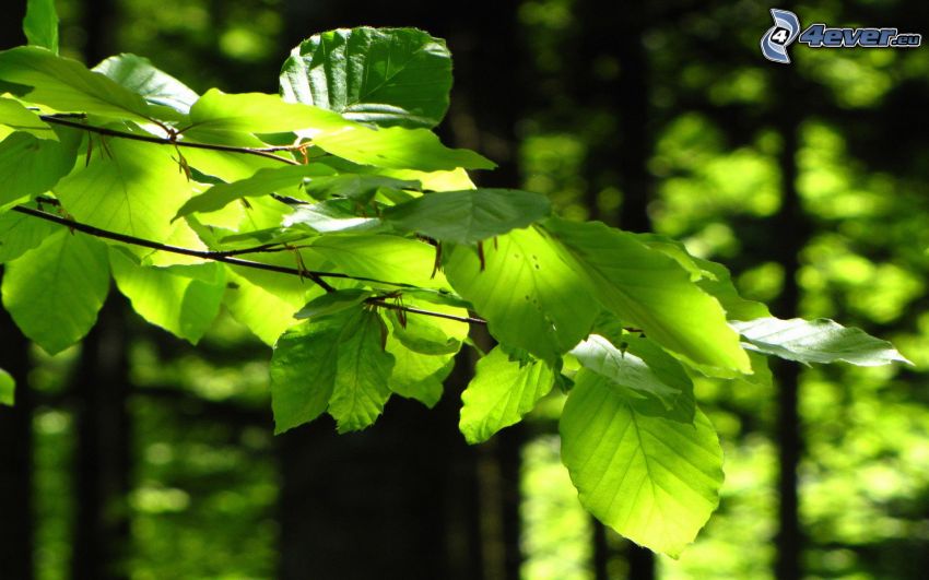 hojas verdes en una rama