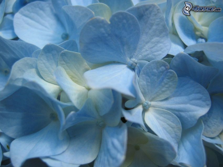 hortensia, flores de color azul