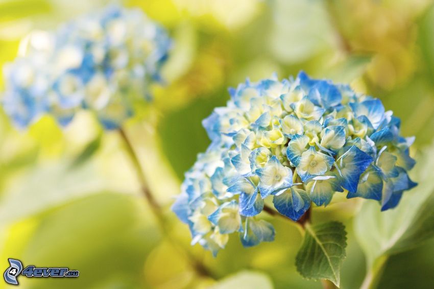 hortensia, flores de color azul