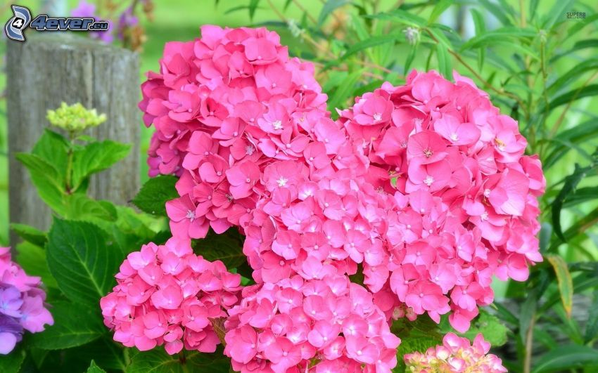 hortensia, flores de color rosa
