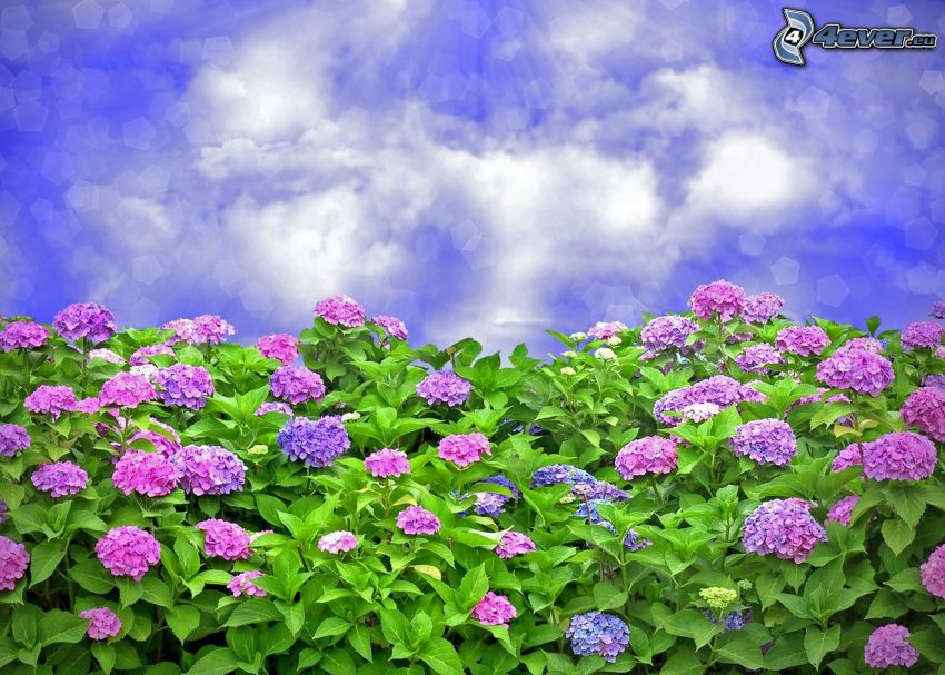 hortensia, flores de coolor violeta, cielo, rayos de sol