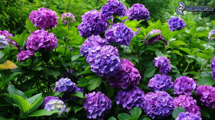 hortensia, flores de coolor violeta