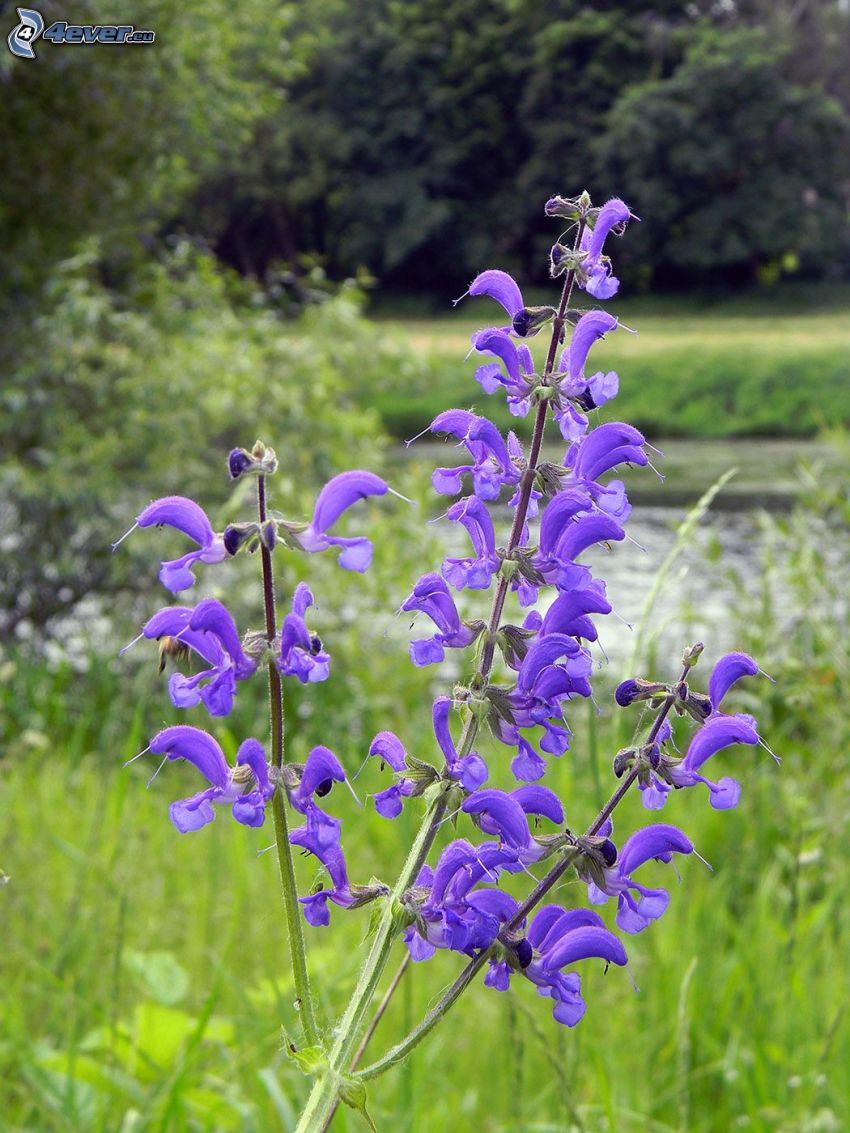 La esclárea, flores de coolor violeta, bosque