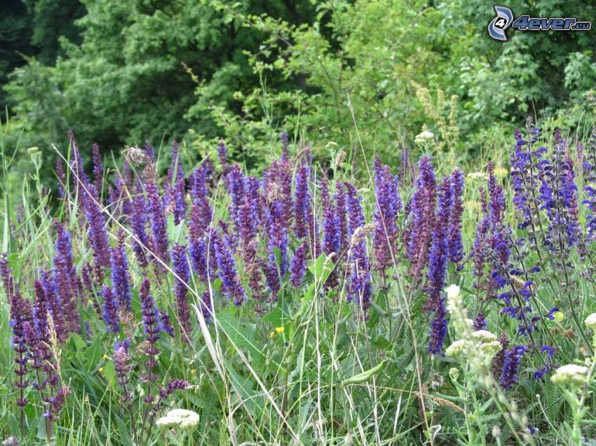 La esclárea, flores de coolor violeta, bosque